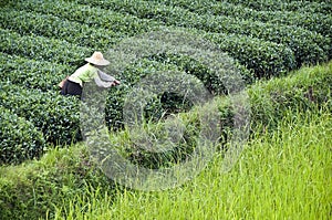 Farmer working in a tea field, Guangxi photo