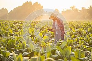 Farmer working in the tobacco field. Man is examining and using digital tablet to management, planning or analyze on tobacco plant