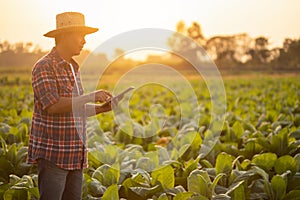 Farmer working in the tobacco field. Man is examining and using digital tablet to management, planning or analyze on tobacco plant