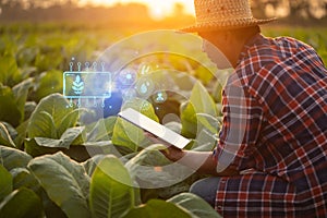 Farmer working in the tobacco field. Man is examining and using digital tablet to management, planning or analyze on tobacco plant