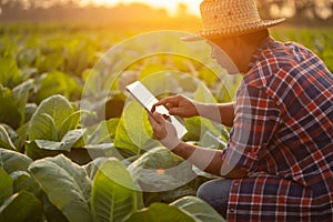 Farmer working in the tobacco field. Man is examining and using digital tablet to management, planning or analyze on tobacco plant