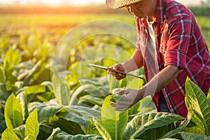 Farmer working in the tobacco field. Man is examining and using digital tablet to management, planning or analyze on tobacco plant