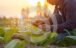 Farmer working in the tobacco field. Man is examining and using digital tablet to management, planning or analyze on tobacco plant