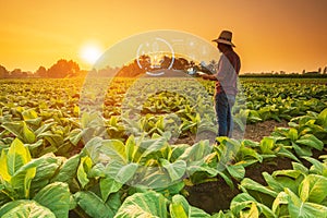Farmer working in tobacco field and using digital tablet showing smart farming interface icons and light flare sunset effect.