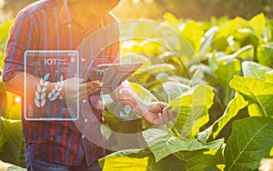 Farmer working in tobacco field and using digital tablet showing smart farming interface icons and light flare sunset effect.