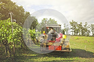 Farmer working in the vineyard autumn harvest season