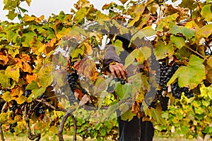 Farmer working in the vineyards during the harvest, gathering the blue ripe grapes, harvest time for the grape.