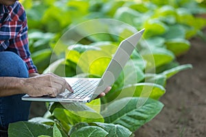 Farmer working in the young tobacco field, Man using digital laptop to planning management, examining or analyze young tobacco