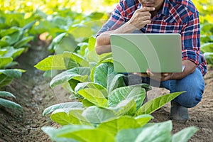 Farmer working in the young tobacco field, Man using digital laptop to planning management, examining or analyze young tobacco