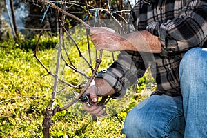 Farmer works at pruning in a vineyard