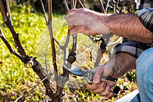 Farmer works at pruning in a vineyard