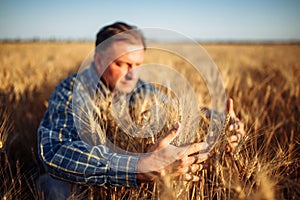 Farmer wraps around a bunch of ears of wheat at the field with his hands checking quality of the crop. Male farm worker