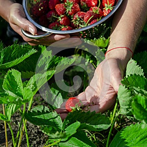 Garden berries. The farmer& x27;s collection of organic strawberries photo