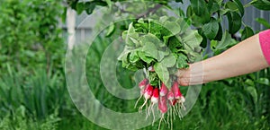 a farmer& x27;s hand holds a bunch of radishes photo