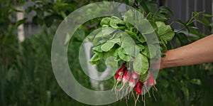 a farmer& x27;s hand holds a bunch of radishes photo