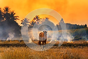 Farmers burn rice fields in rice causing PM2.5 dust. The farmers burning rice stubble in the field, causing smoke with horse in