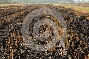 Farmers burning rice straw.