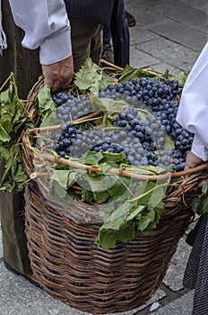 Farmers carrying basket full of grapes after harvest