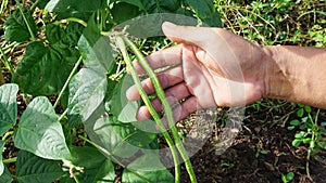 Farmers catch beans that are planted in the agricultural garden as vegetables and herbs to nourish the body