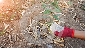 Farmers catch fertilizer made from ash to nourish plants grown in organic farming