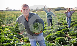 Farmers chase fleeing robber with stolen cabbage