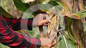 Farmers check the quality of the corn field .