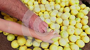 A farmers and child hand sorting fresh ripe lemons at a market stall asian man in the local vegetable market buying veges