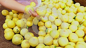 A farmers and child hand sorting fresh ripe lemons at a market stall asian man in the local vegetable market buying veges