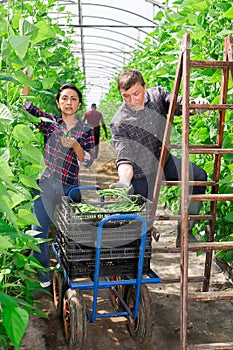 Farmers couple harvest ripe beans in greenhouse