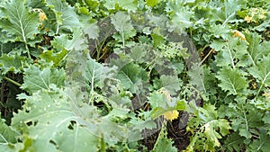 A farmers crop of green leafs eaten by insects for food