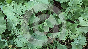 A farmers crop of green leafs ruined by insects eating the plant