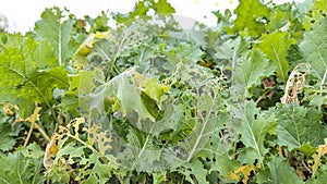 A farmers crop of green leafs vegetables eaten by caterpillars
