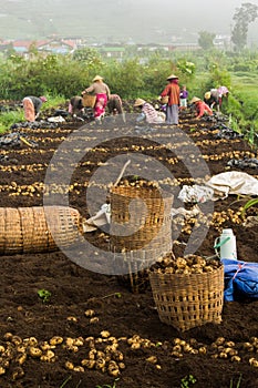 Farmers cultivate potatoes