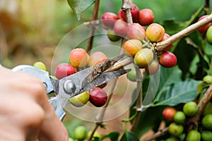 Farmers cutting branch of cherry Coffee, red or ripe arabica berries. Harvesting, agriculture, plantation concepts