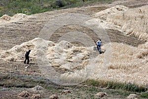 Farmers cutting hay near the site of Noah's Ark near the city of Dogubayazit in the far east of Turkey.