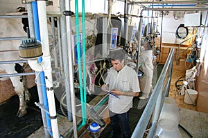 Farmers on dairy farm