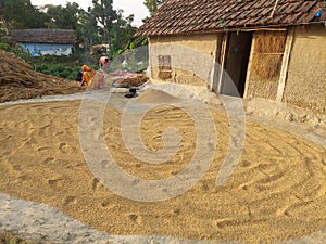 Farmers are drying new paddy in the yard infront of his village mud house.