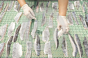 Farmers are drying tilapia in a clean dome. The traditional food preservation in Nong khai, Thailand