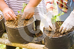 Farmers are expanding Veggies and fruits plant