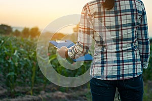 Farmers experimented with growing corn.