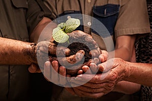 Farmers family hands holding a fresh young plant