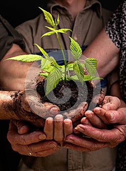 Farmers family hands holding a fresh young plant