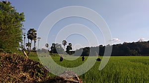 Farmers and the fertility of rice