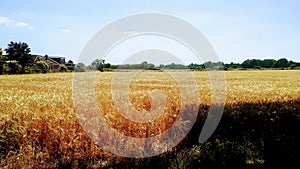 Field of wheat