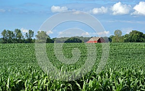 Farmers Field and Corn Crop