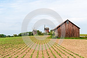 Farmers field by traditional windmills