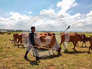 Farmers going to the Meadow with his cattle