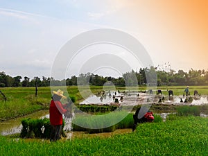 Farmers grow rice in the rainy season.