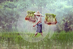 Farmers grow rice in the rainy season