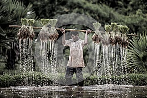 Farmers grow rice in the rainy season